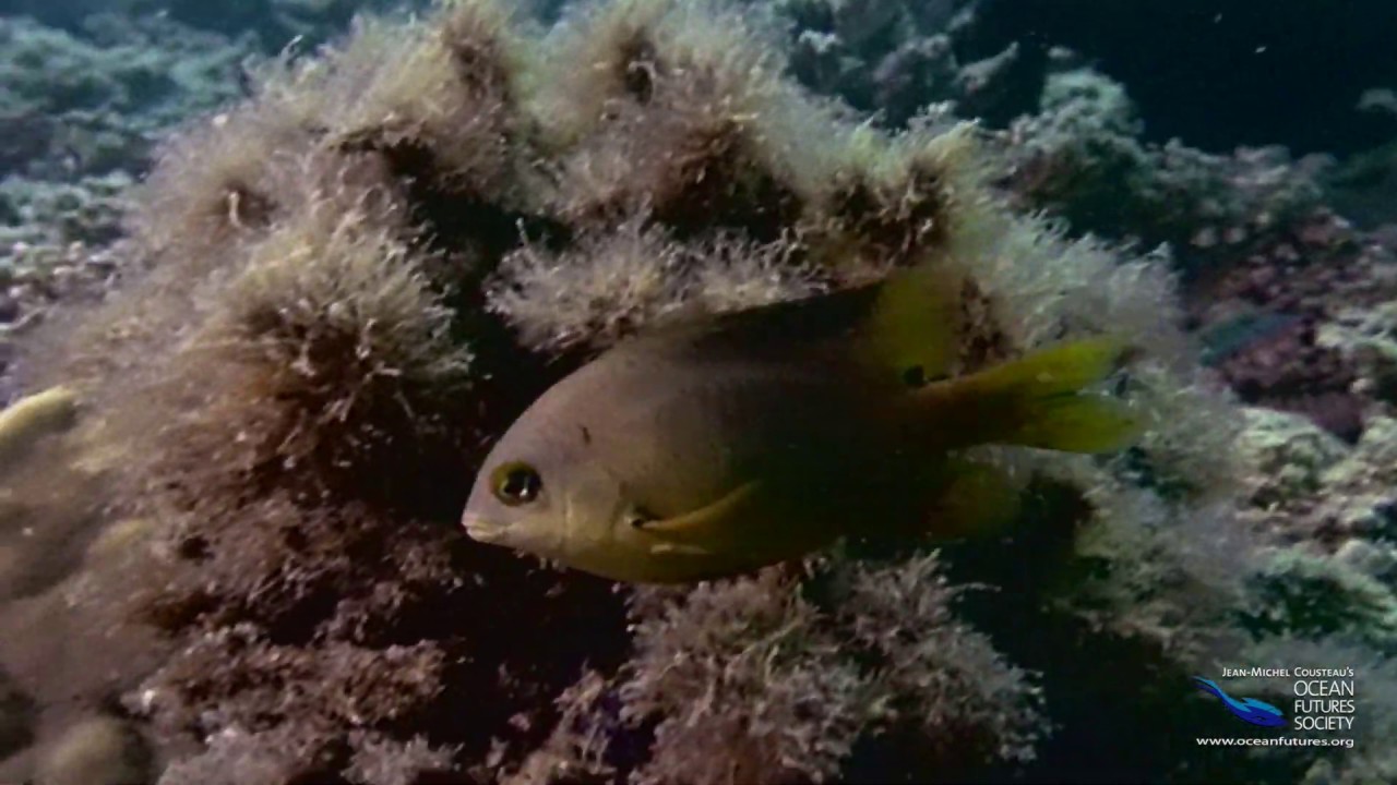 SeaScope 1 - Rainforests of the Sea