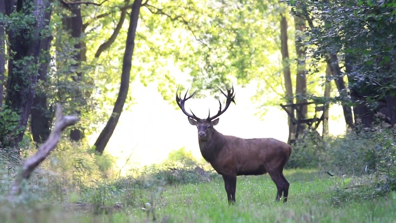 Die Brunft f&auml;ngt echt super an der Hirsch ist echt der Wahnsinn