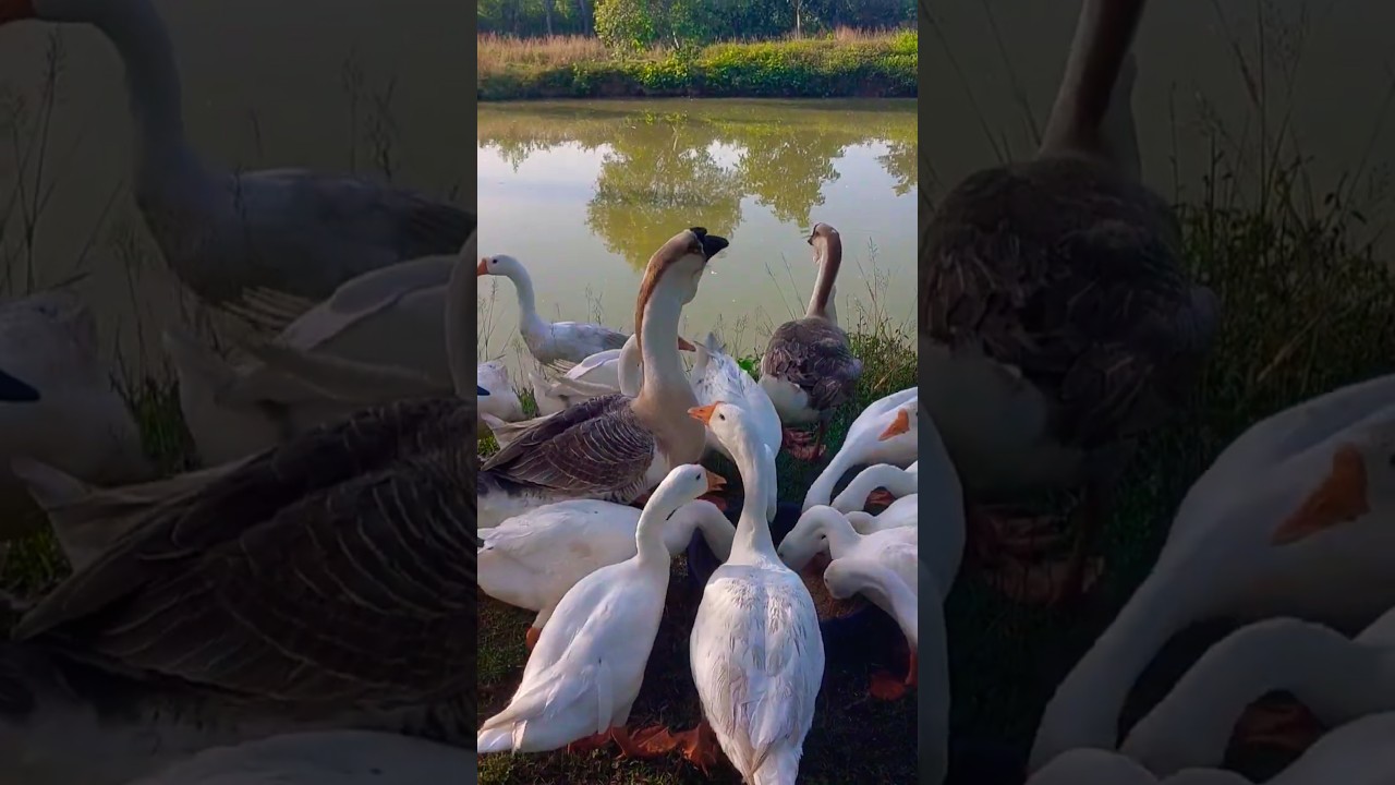 Peaceful Vibes & Feeding Geese #goose #gooseling #video #shorts