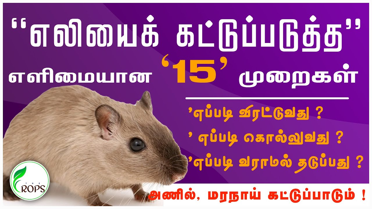 எலித் தொல்லை வயலில் நீங்க எளிமையான 15 வழிமுறைகள் / How To Get Rid of Rats In Agriculture Lands ?