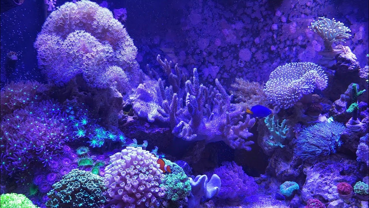 Aqu&aacute;rio MARINHO no filtro HANG ON ✅️ Update #4 Falando sobre os corais moles