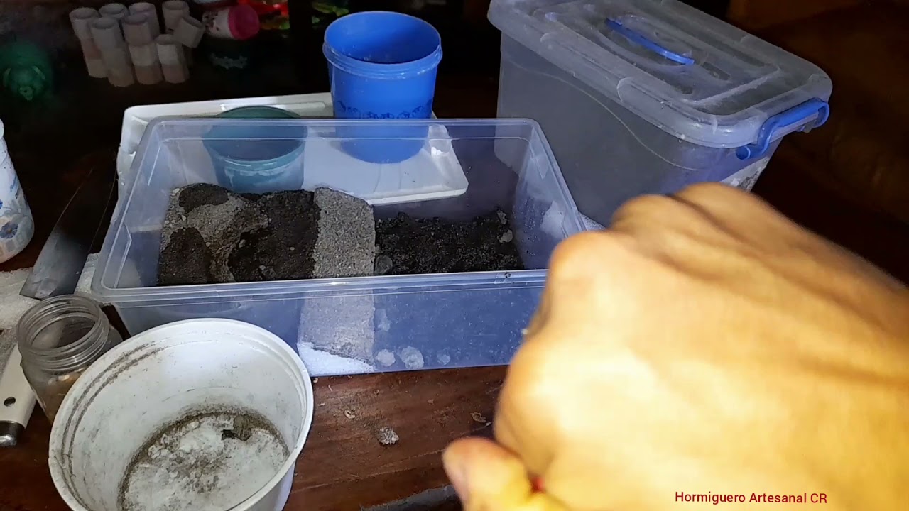 terrario para cangrejos.