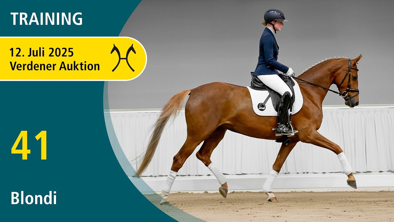 No. 41 Blondi by Donier - Dancier | Verden Auction Online - Sporthorses - July, 12th