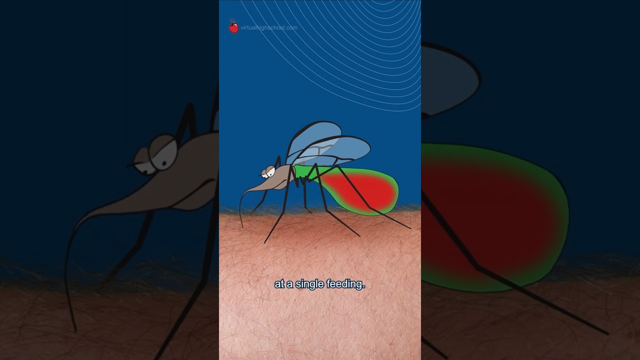Mechanism of a Mosquito Bite