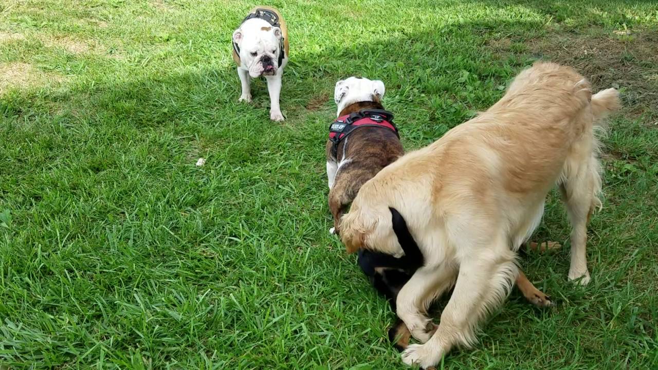 Fatz, Katz, Maggie, and Peachrs