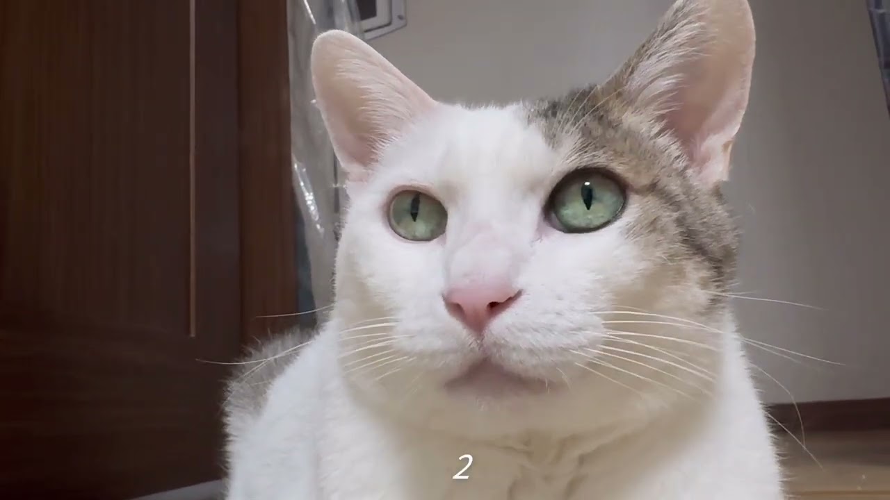 뽕주디 고양이 보는 영상 