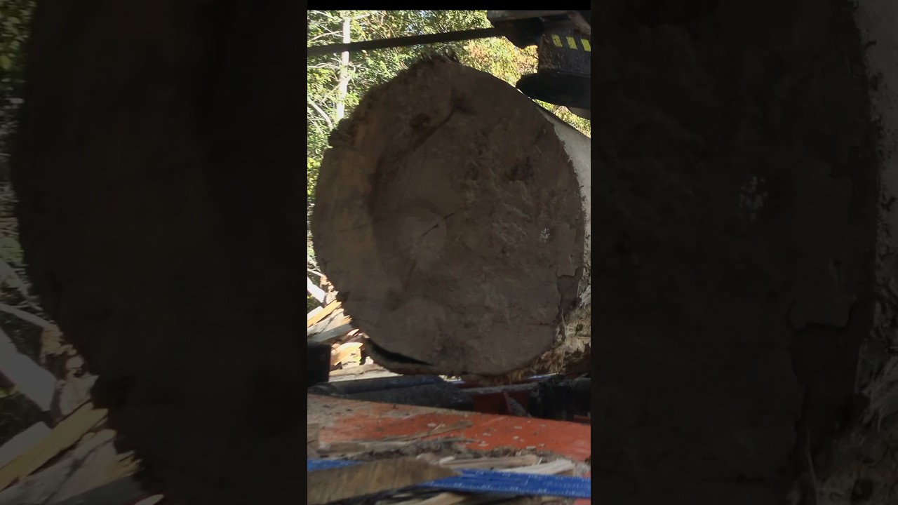 Crazy Sawmill Blade Break #sawmill #woodmizer #shorts