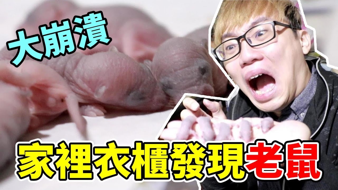 【內有老鼠膽小勿入】家裡衣櫃發現大量老鼠 母鼠 懷孕 生小鼠【維特】#01 Cute Little Baby Rats- Found them while Cleaning my wardrobe !