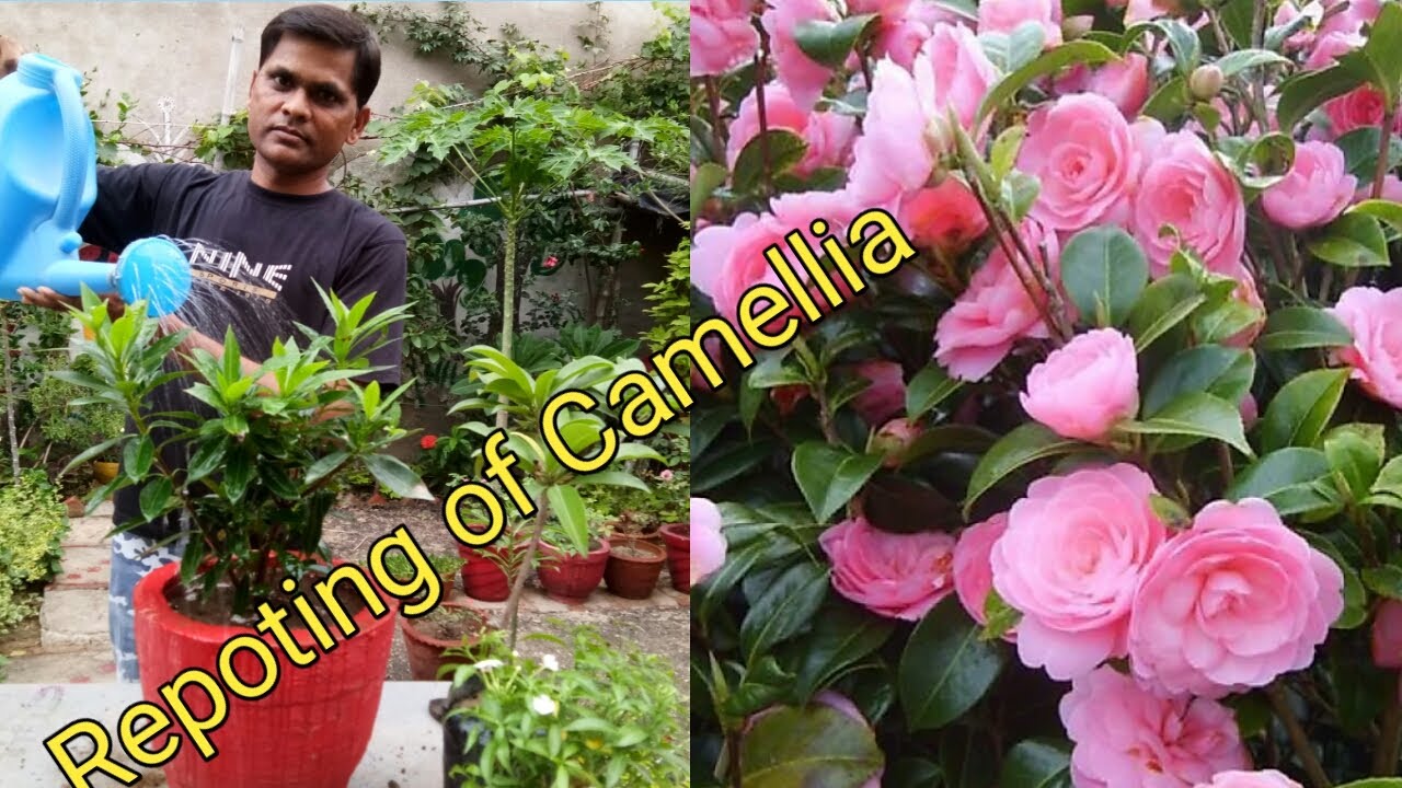 Repoting of camellia # कैमेलिया नर्सरी से गमले तक