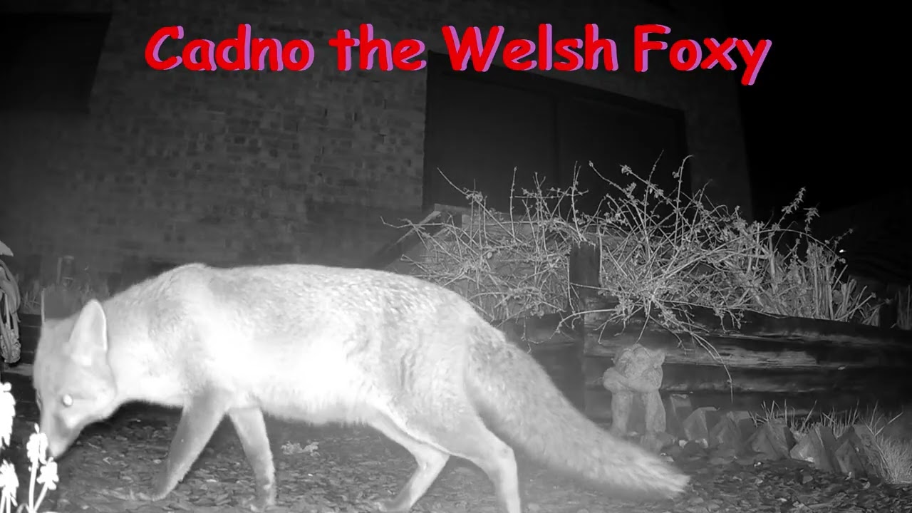 The Cadno Cam #foxes #fox #urbanwildlife #wildlife #swansea #wales #coyote #loughor #foxy #cubs