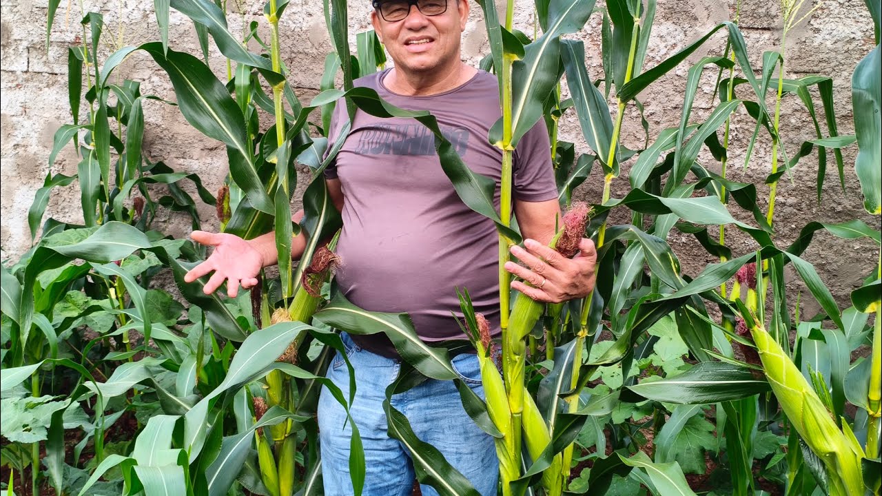 O MILHO JÁ ESTÁ QUEMANDO O PRIMEIRO CABELO #agro #plantas #roça 