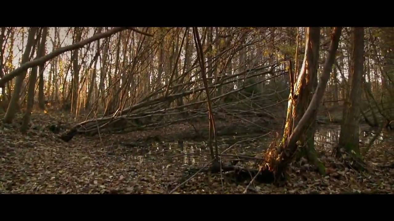 Into the woods - Canon HV40