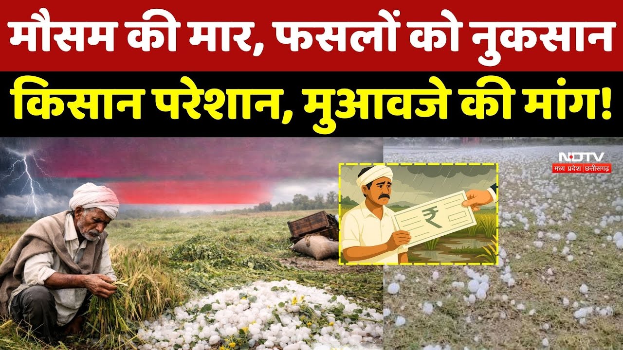 MP Weather News: मौसम की मार, फसलों को नुकसान, Farmers परेशान, मुआवजे की मांग! Agriculture News