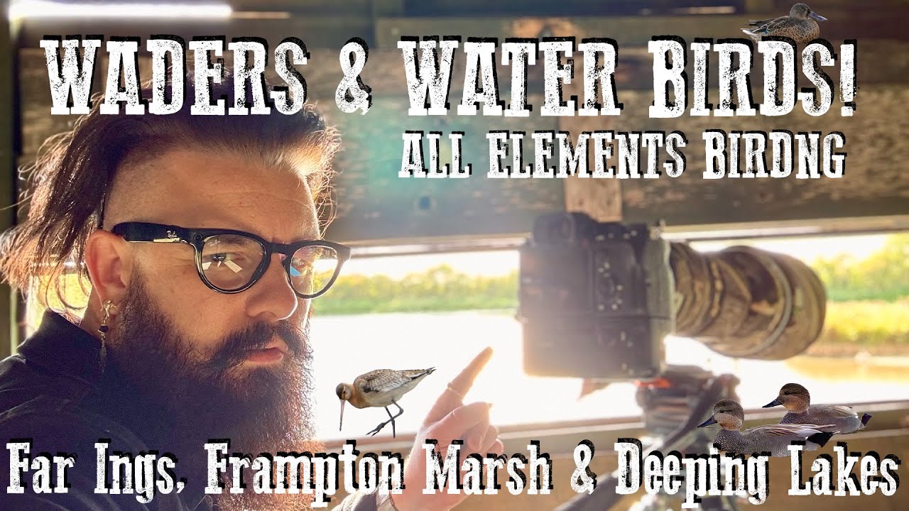 Кулики и водоплавающие птицы! Все элементы наблюдения за птицами в Фар-Ингсе, Фрэмптон-Марш и Дип...