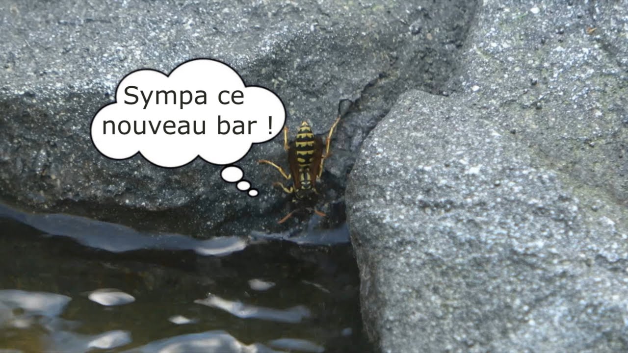 Guêpe poliste #21 : 2 mois d'avance, tout va bien... :o