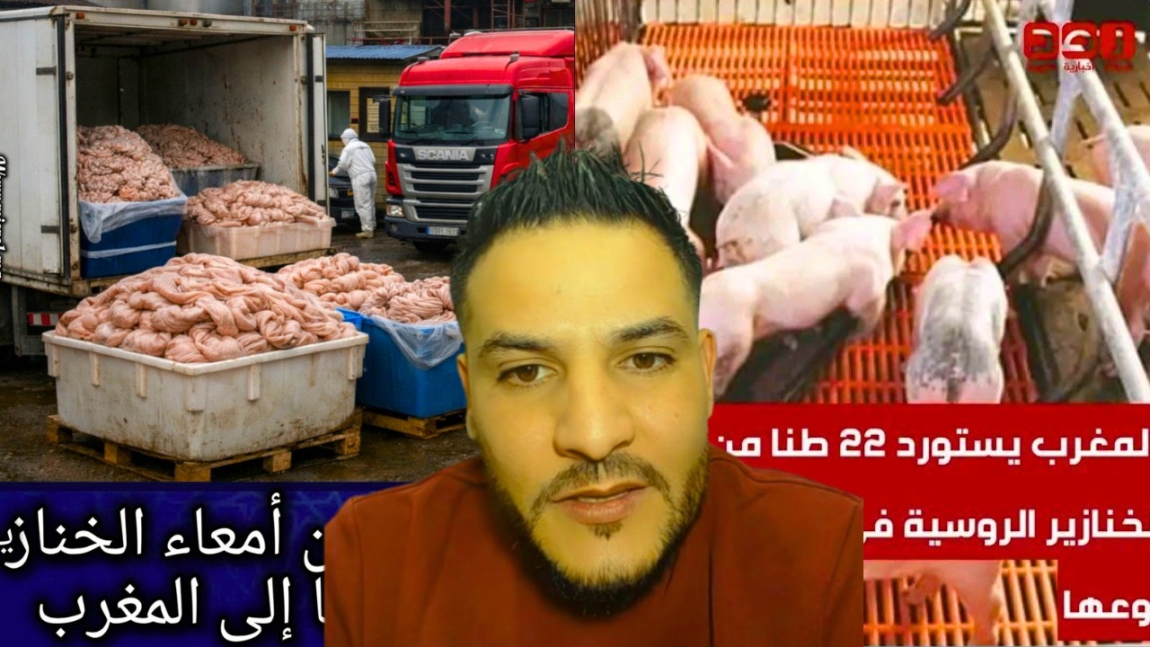 لايف بوسماحة استيراد امعاء الخنا*زير المملحة للمر*وكي بالصحة والراحة