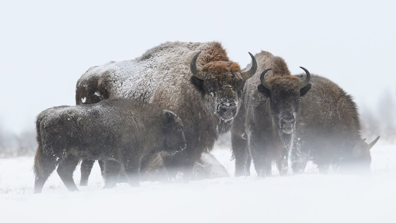 European Bisons Are Built for Winter Survival - Eastern Poland