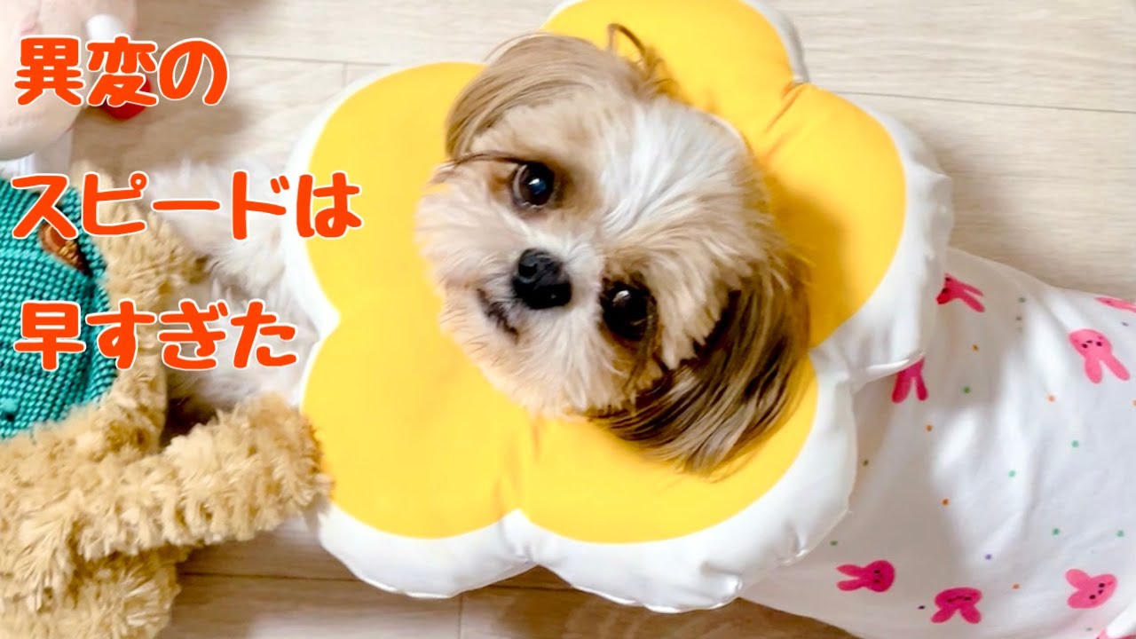 もっと早く気づいてあげれば…【シーズー】多頭飼い