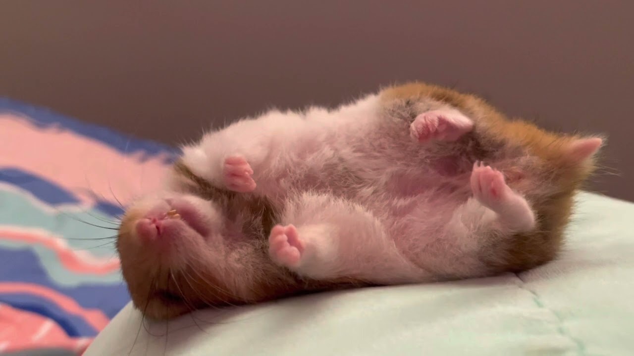 Hamster Sleeping Dead #hamster #sleeping #hamstersleeping