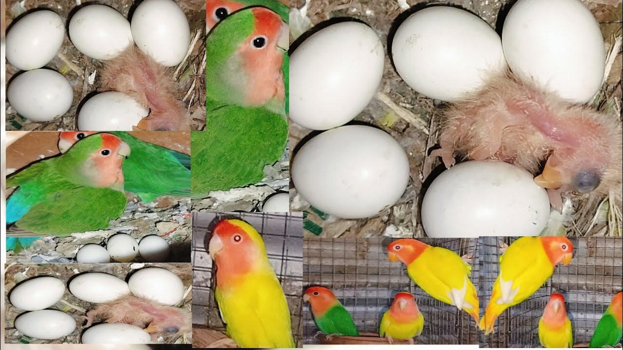 2024,//Lovebirds Breeding Progress 2024//@sdbirdshouse-zq3qs