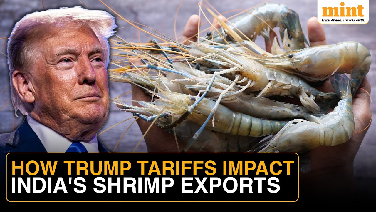 US Buyers Renegotiate With India’s Shrimp Farmers Amid Trump’s Tariffs | Exports Worth Millions Hit