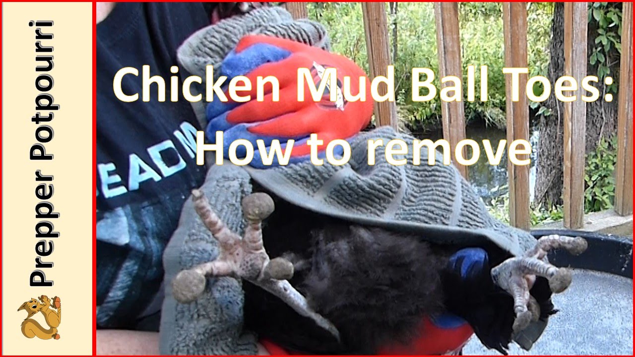 Chicken Mud Ball Toes: How To Remove