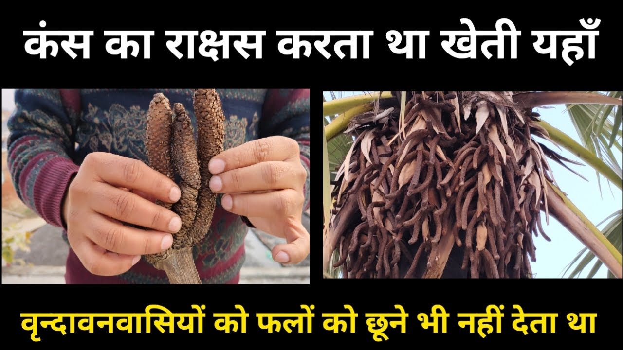कंस का राक्षस करता था इस वन में खेती! वृन्दावनवासी फलों को छू भी नहीं सकते| श्रीकृष्ण काल की कथा