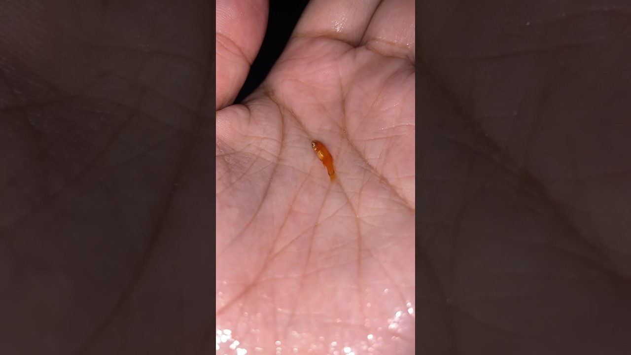 Alevino 20 dias espada