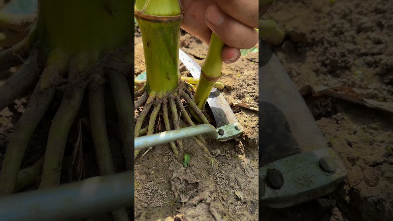 Cut corn stalks to help the main stem grow better