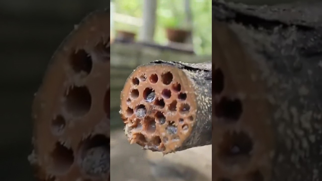 Exploring Shipworms: Nature's Extraordinary Wood-Eaters! 🚢🐛 #shorts