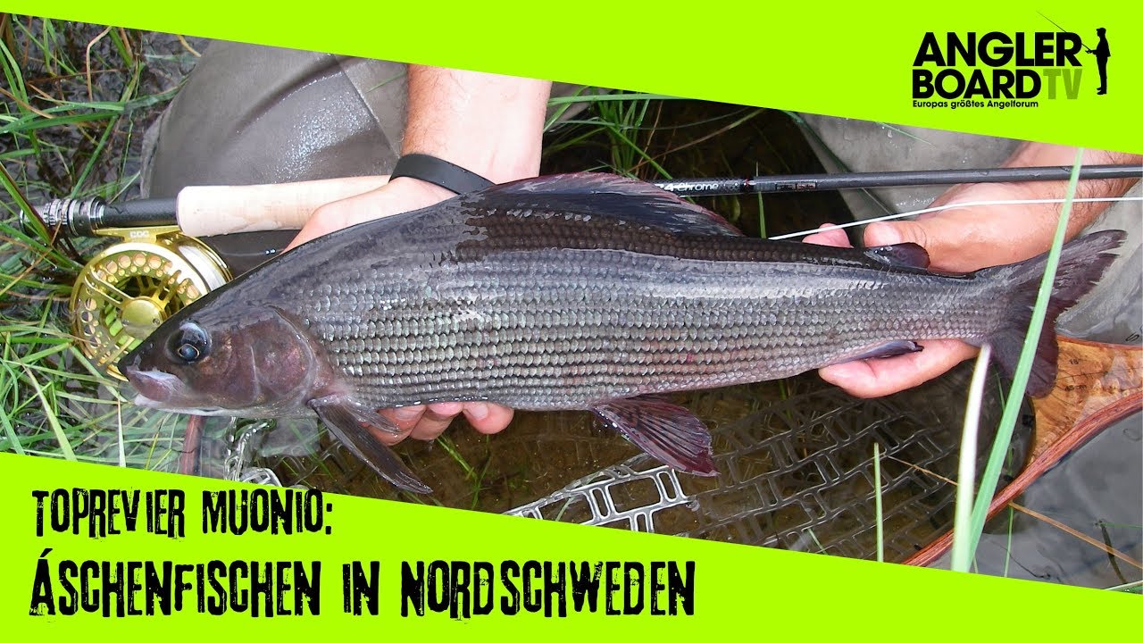 Spektakuläres Äschenfischen am Muonio in Lappland | Anglerboard TV