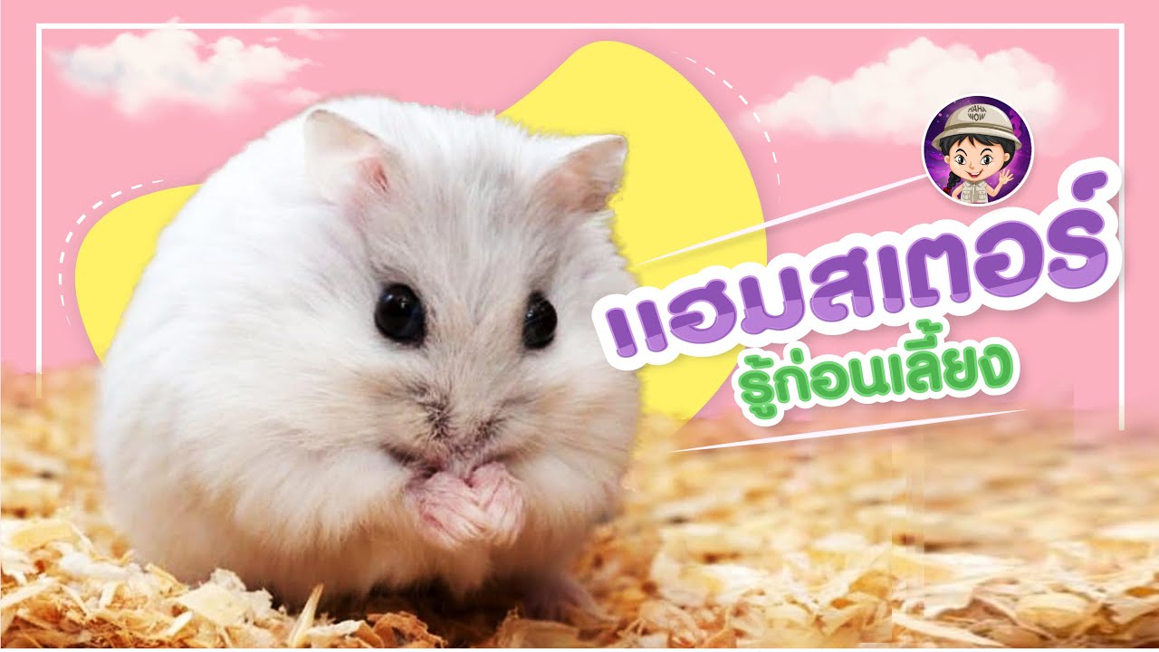 วิธีเลี้ยงหนูเเฮมสเตอร์ สำหรับมือใหม่ รู้ก่อนเลี้ยง🐹  #วินเทอร์ไวท์​ #ไจแอนท์​ #แคมเบล​ #โรโบ้