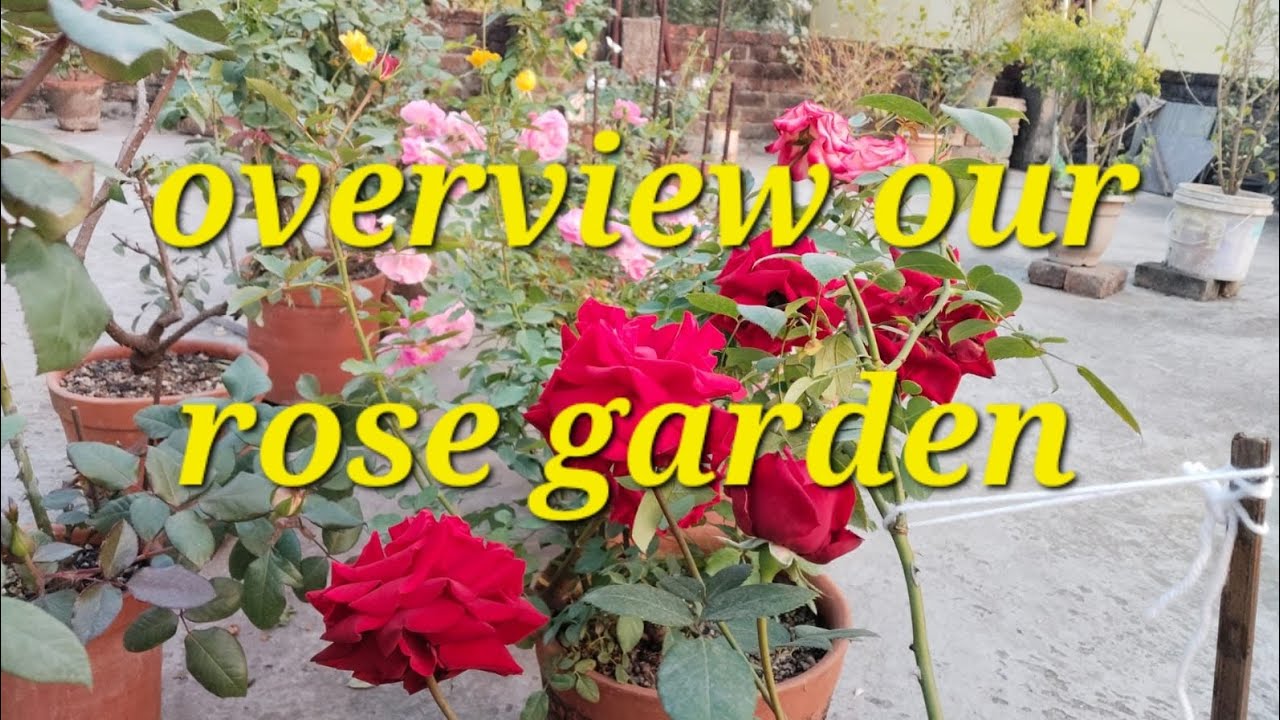 Over view rose garden @sokhergolapbagn 🌹  id sadabahar, 🌹ahallya,🌹ingrid, unknown id,🌹topaz