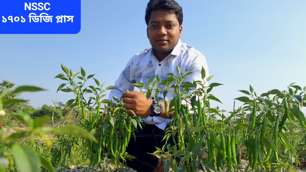 মরিচের সবচেয়ে বেশি ফলনশীল জাত হচ্ছে, NSSC 1701 DG PLUS. বীজ প্রয়োজনে যোগাযোগ করুন 01812176875