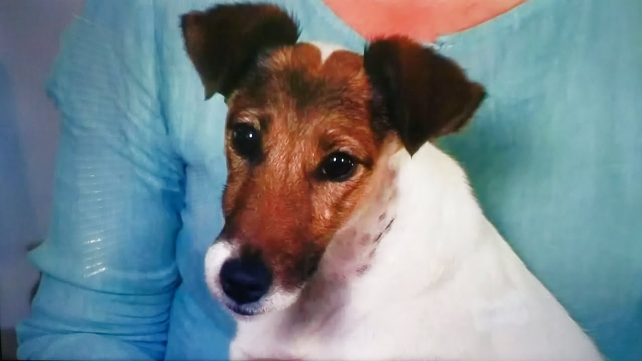 About Dogs - Smooth Fox Terrier episode