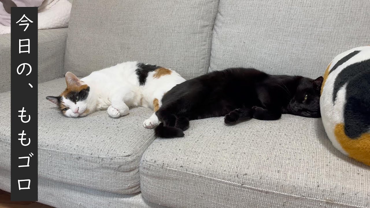 ウトウトする猫【三毛猫】【黒猫】