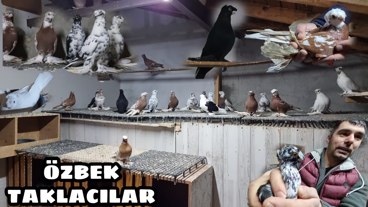 KAFKAS KARDEŞLERİN MUHTEŞEM ÖZBEK IRKI GÜVERCİNLERİ ÇİFTTEPE ÖNTEPE VE ARKA TEPE İLGİNÇ KUŞLAR