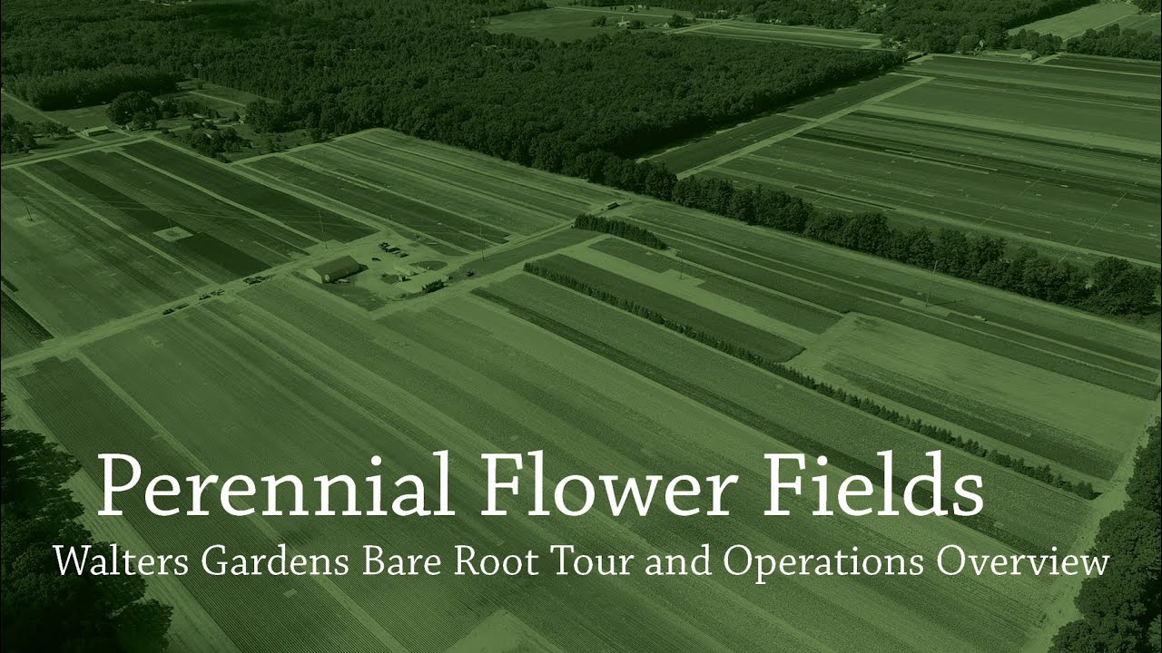 Perennial Flower Fields Tour | Walters Gardens