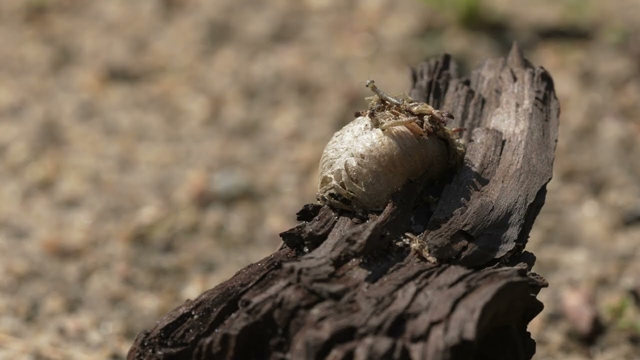Gottesanbeterin - Schlupf in der Bergbaufolgelandschaft