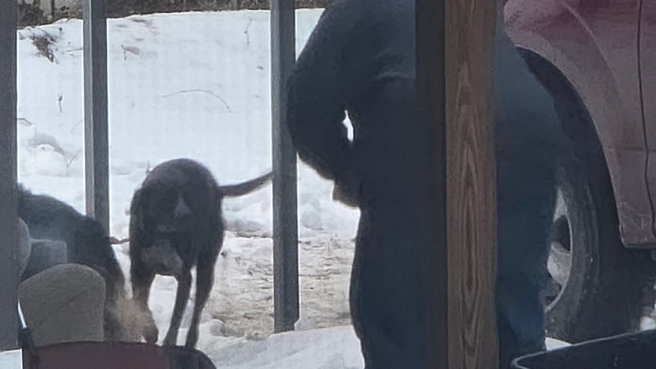 Gunnar Enjoyed Catching Snow While His Dad Shoveled // Noisy Jet & Leo & Belle Explore