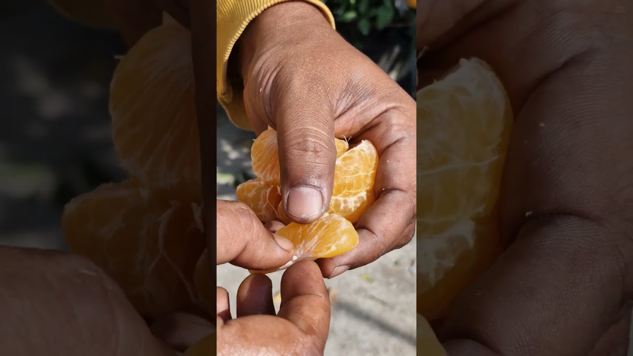 Thai2 Mandarin is really very very good for rooftoop garden #garden #shorts #shortvideo