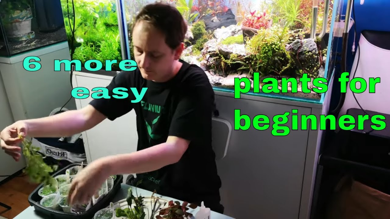 Ultimul episod cu 5 plante de acvariu easy (Ce plante putem crește în acvariu fără CO2?)