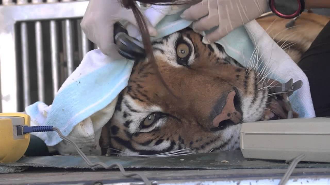 FOUR PAWS rescues last Bulgarian circus tiger