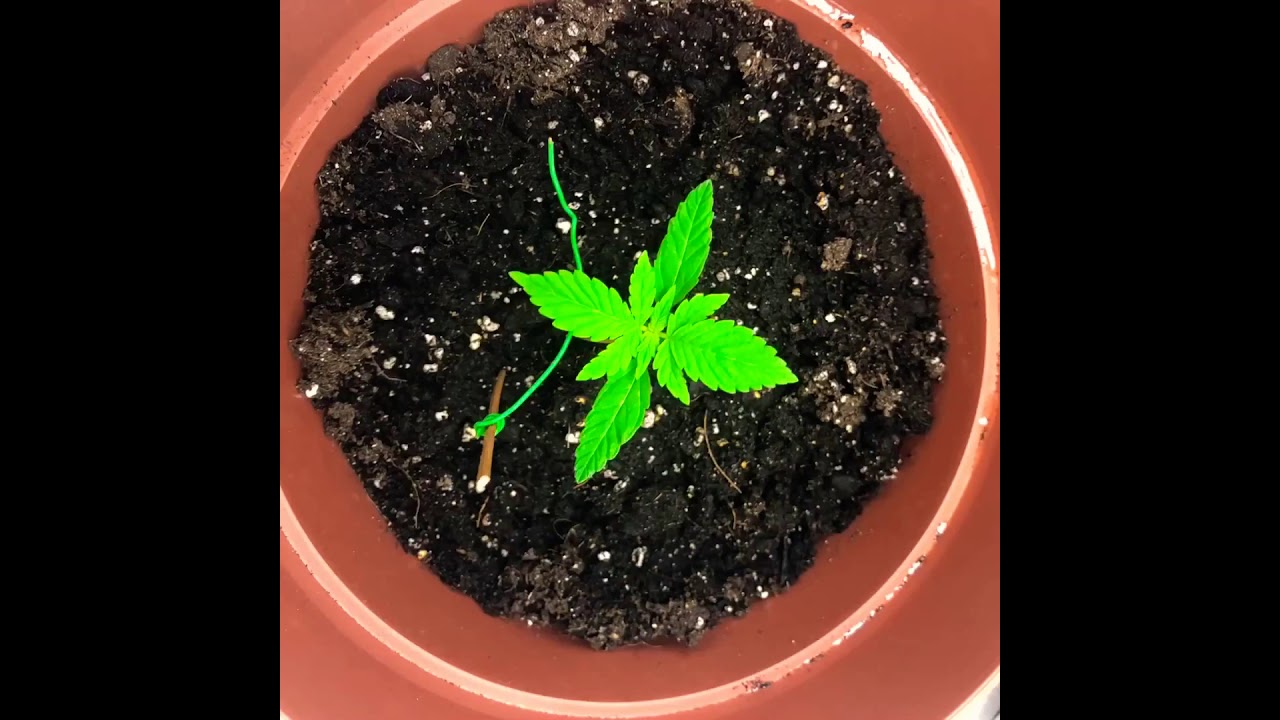 Auto- flower grow week 1-2