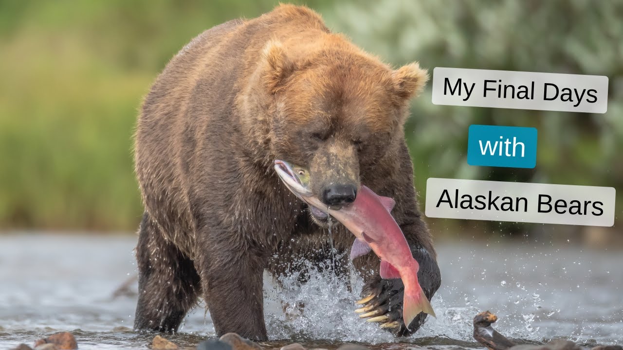 The hardest decision as a Wildlife Photographer. Photographing Bears fishing in Alaska, Final Part