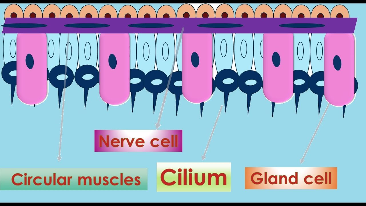 Cell In gastroderm of cnidarian  cell in gastroderm of hydrozoa