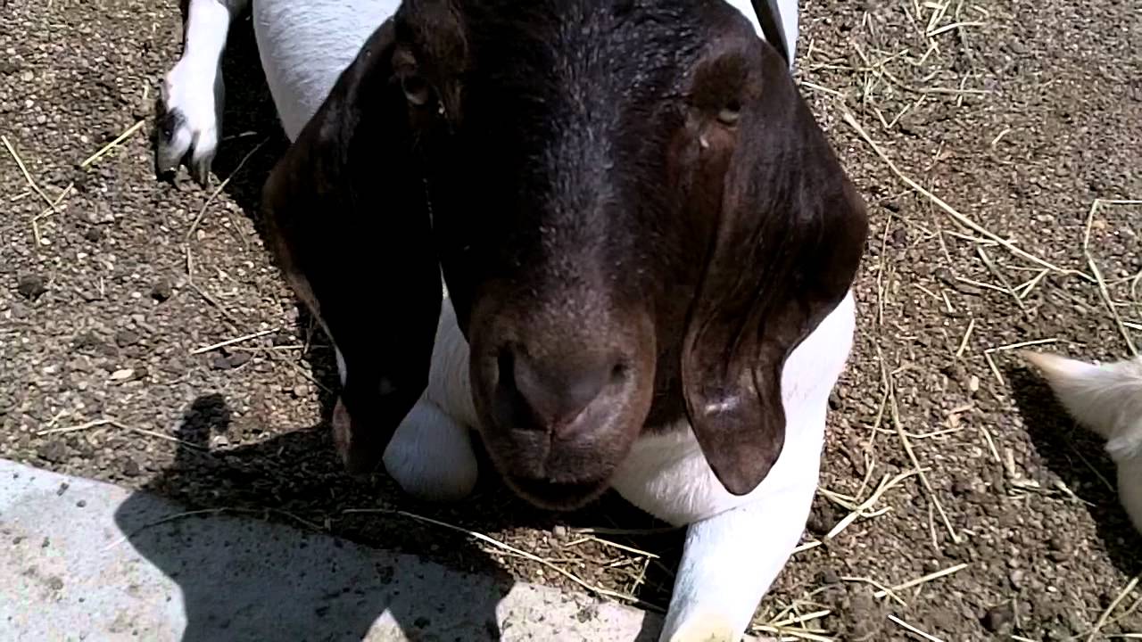 Boer goat herd tripled overnight!