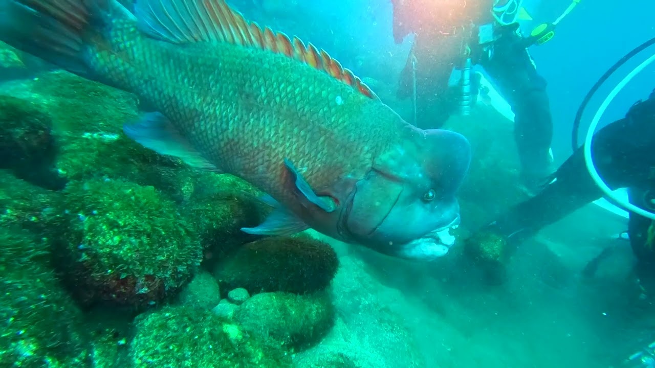【Dive Log】OSEZAKI Dec 2024