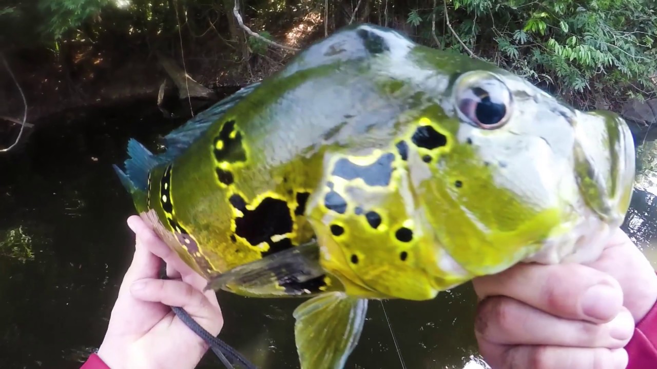 Padre e Hijo. Lalo y Alvaro Oroza, una semana de pesca juntos, en Amazonas