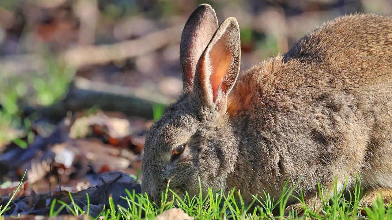 Tavşan  🐇 rabbit